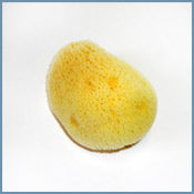 Aegean Sea Silk Sponge 2-2.5 inches