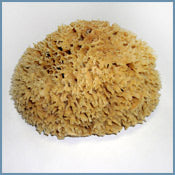 Aegean Sea Wool Sponge 7-8 inches